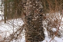 Wrośniak różnobarwny (Trametes versicolor)