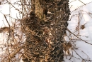 Wrośniak różnobarwny (Trametes versicolor)