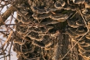 Wrośniak różnobarwny (Trametes versicolor)