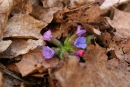 Miodunka ćma (Pulmonaria obscura L.)