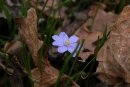 Przylaszczka pospolita (Hepatica nobilis Mill.)