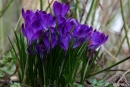 Szafran, krokus (Crocus L.)