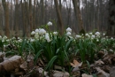 Śnieżyca wiosenna (Leucojum vernum)