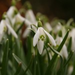 Śnieżyczka przebiśnieg (Galanthus nivalis L.)