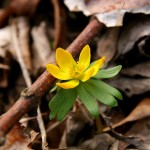 Rannik zimowy (Eranthis hyemalis (L.) Salisb.)