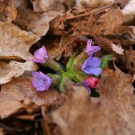 Miodunka ćma (Pulmonaria obscura L.)