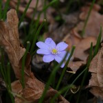 Przylaszczka pospolita (Hepatica nobilis Mill.)