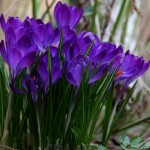 Szafran, krokus (Crocus L.)