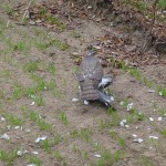 Krogulec (Accipiter nisus)