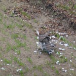 Krogulec (Accipiter nisus)