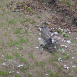 Krogulec (Accipiter nisus)