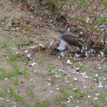 Krogulec (Accipiter nisus)