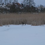 W przybrzeżnych szuwarach krążyła wataha dzików, jeden wlazł pod obiektyw