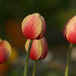 Tulipany