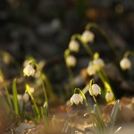 Śnieżyca wiosenna (Leucojum vernum) w Śnieżycowym Jarze