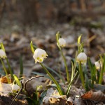 Śnieżyca wiosenna (Leucojum vernum) w Śnieżycowym Jarze