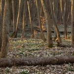 Śnieżyca wiosenna (Leucojum vernum) w Śnieżycowym Jarze