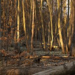 Śnieżyca wiosenna (Leucojum vernum) w Śnieżycowym Jarze