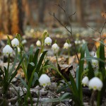 Śnieżyca wiosenna (Leucojum vernum) w Śnieżycowym Jarze