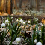 Śnieżyca wiosenna (Leucojum vernum) w Śnieżycowym Jarze