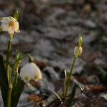 Śnieżyca wiosenna (Leucojum vernum) w Śnieżycowym Jarze
