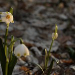 Śnieżyca wiosenna (Leucojum vernum) w Śnieżycowym Jarze