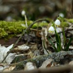 Śnieżyca wiosenna (Leucojum vernum) w Śnieżycowym Jarze