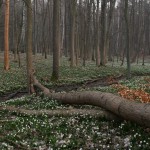 Śnieżyca wiosenna (Leucojum vernum)