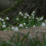 Śnieżyca wiosenna (Leucojum vernum)