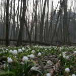 Śnieżyca wiosenna (Leucojum vernum)