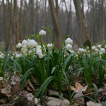 Śnieżyca wiosenna (Leucojum vernum)